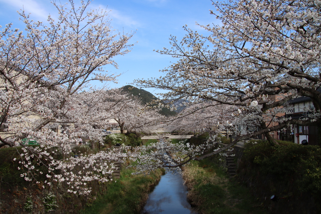 一の坂川の桜並木