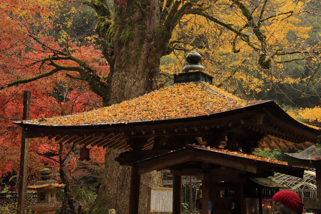 龍蔵寺紅葉4