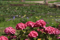 紫陽花、花菖蒲、睡蓮