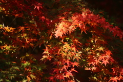 紅葉4