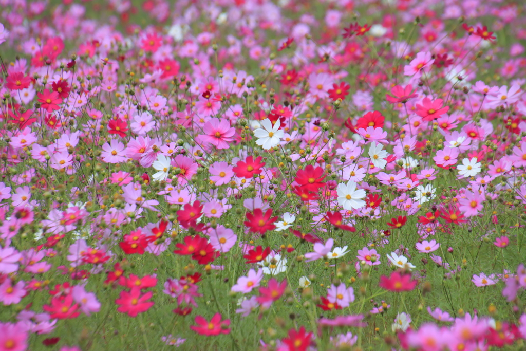 コスモス畑2