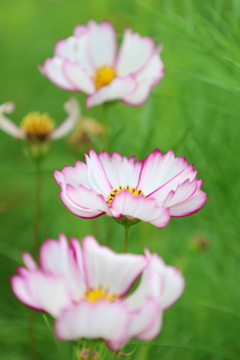 秋桜10