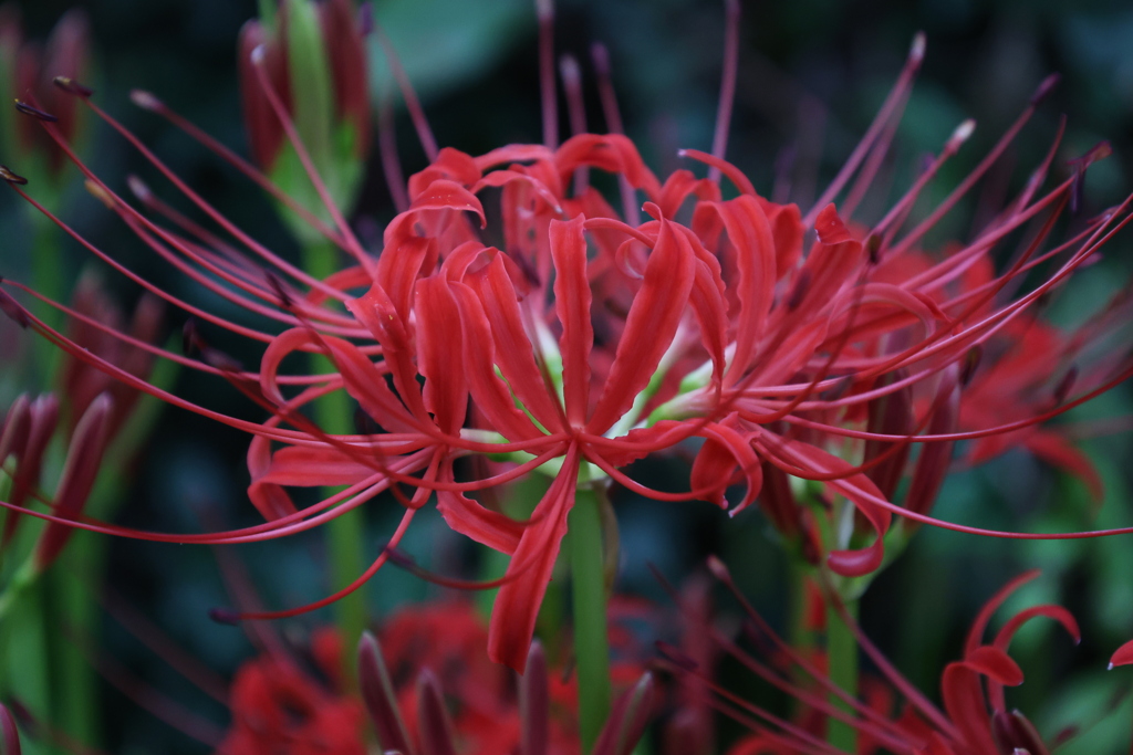 曼珠沙華6
