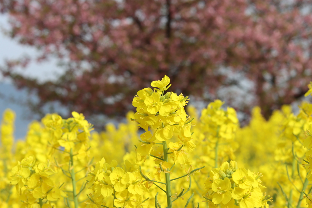 菜の花と河津桜3