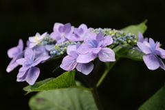 紫陽花8