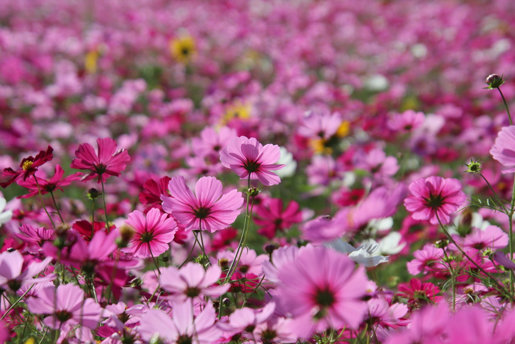 コスモス畑