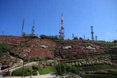 大平山ツツジとテレビ塔