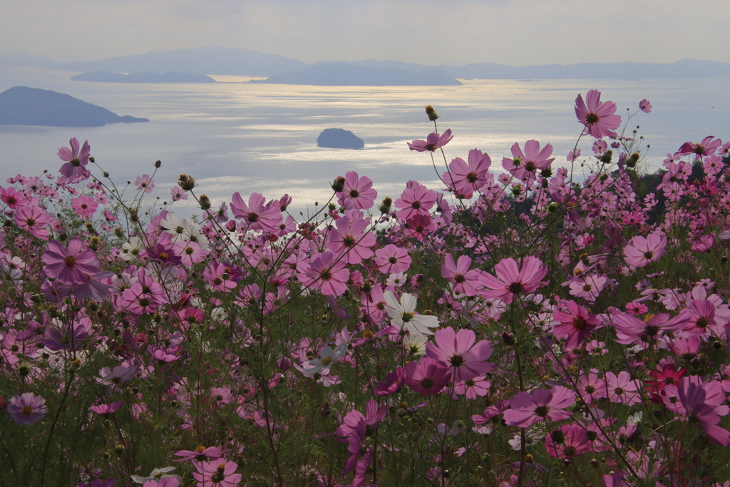 秋桜と海4