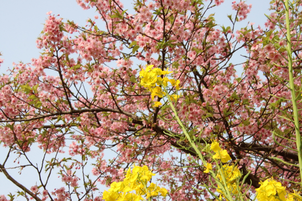 菜の花と河津桜2