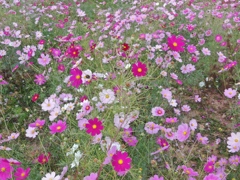 コスモス4