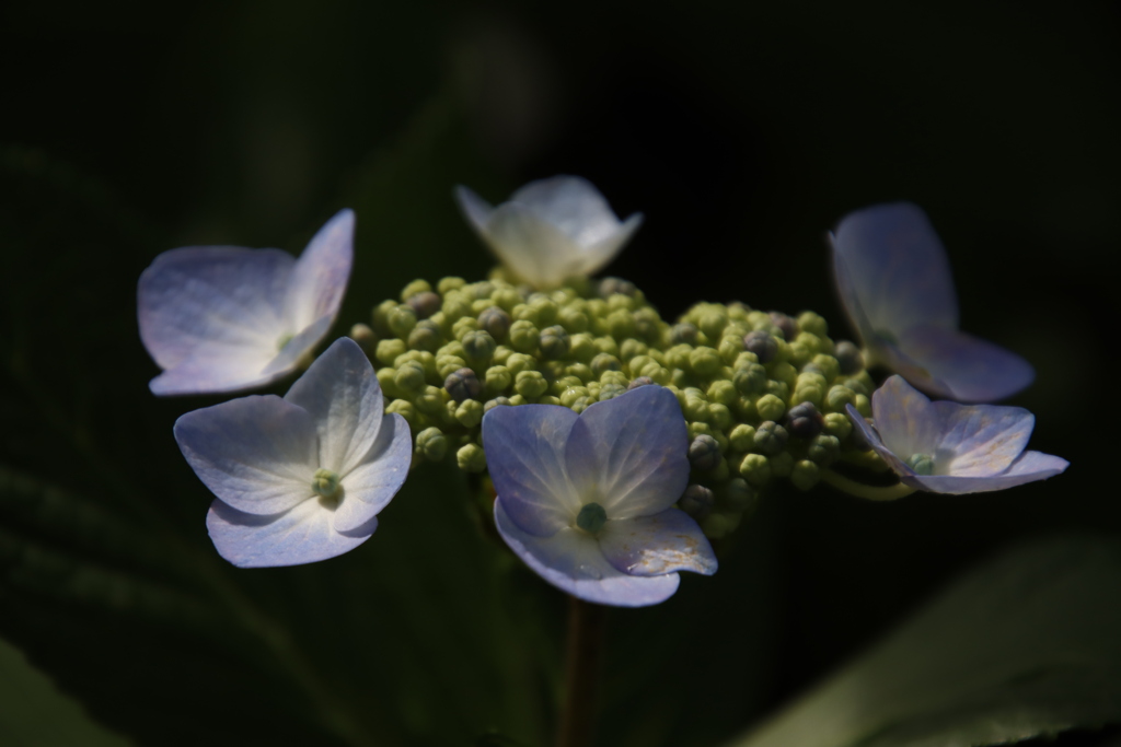 紫陽花7