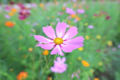 秋桜5