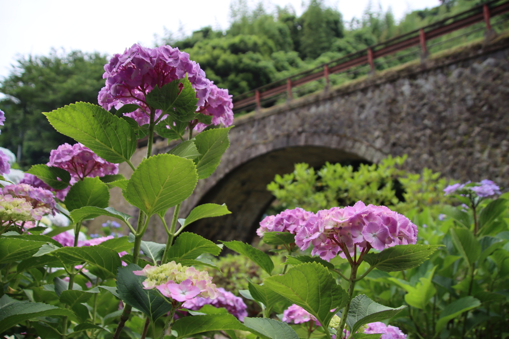 眼鏡橋とあじさい2