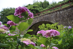 眼鏡橋とあじさい2