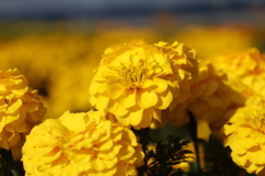 マリーゴールド