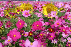 コスモスとヒマワリのコラボ