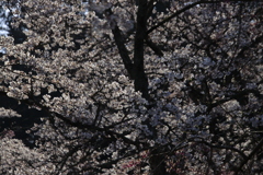 満開の桜