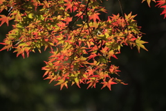 紅葉１