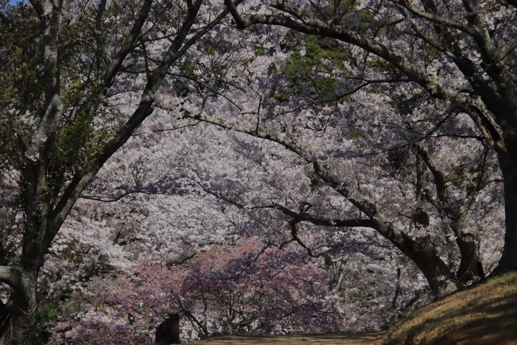 竜王山公園の桜のトンネル
