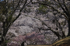 竜王山公園の桜のトンネル