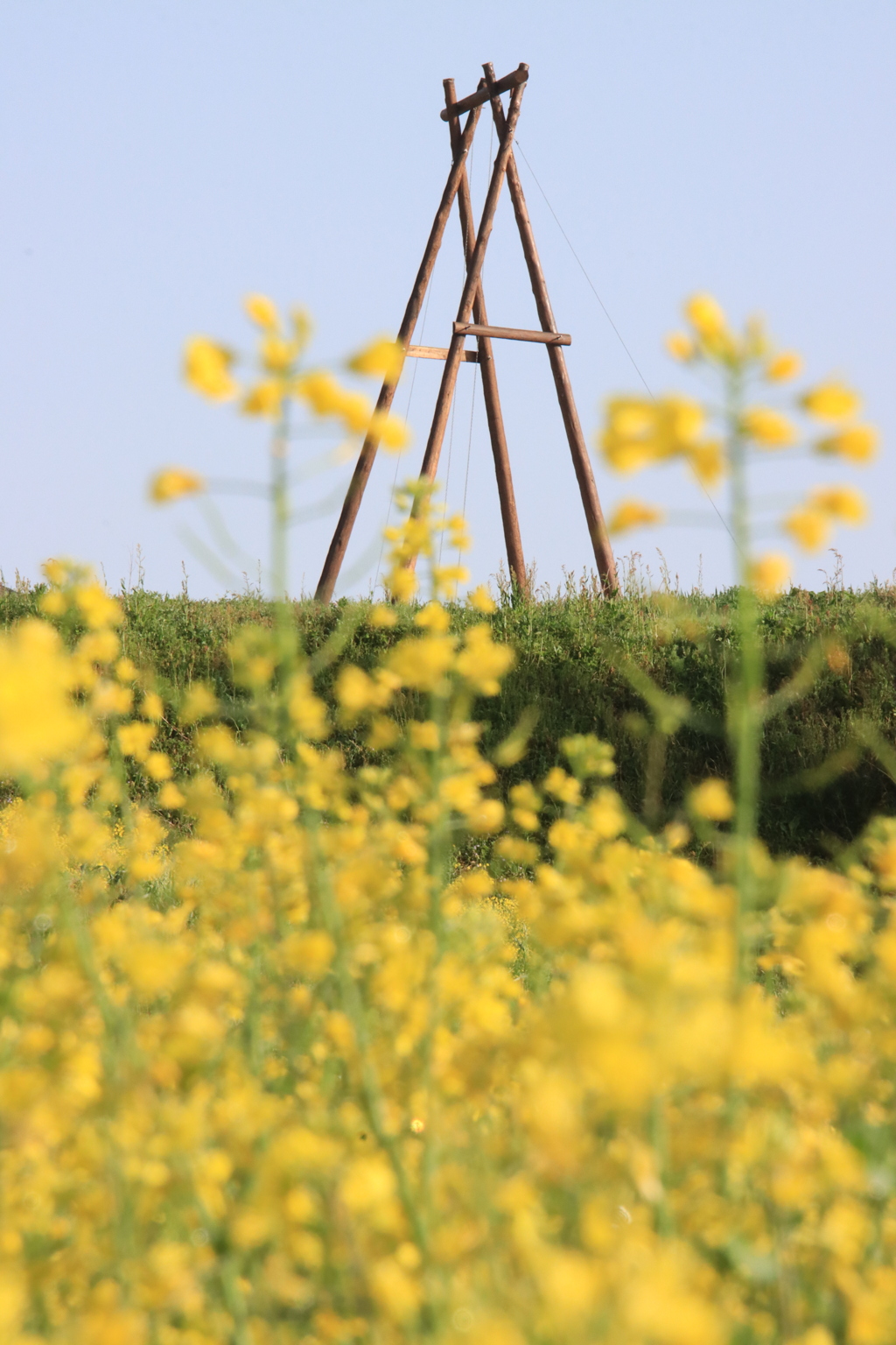 菜の花とブランコ