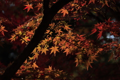 紅葉2
