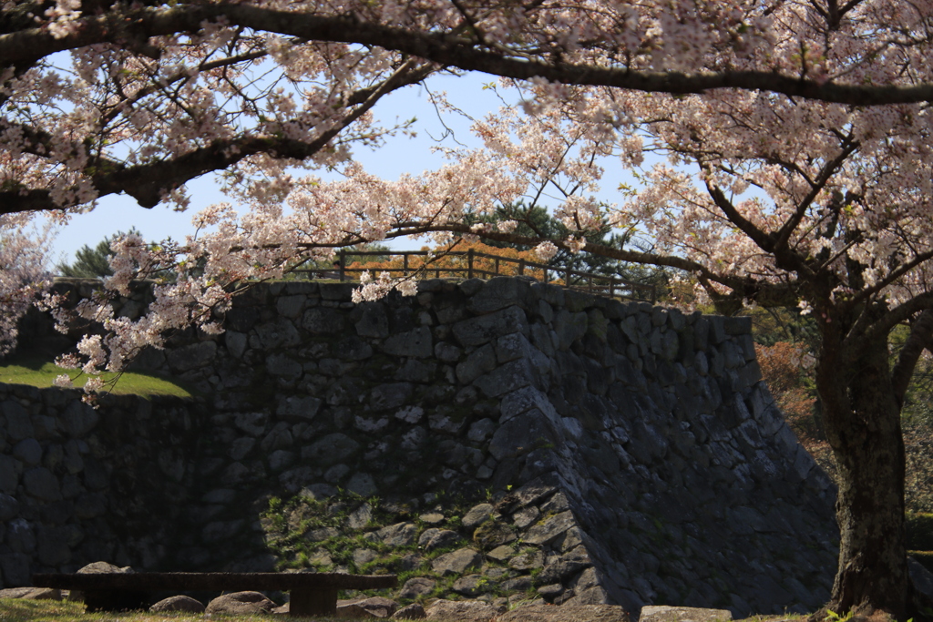 石垣と桜