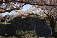 石垣と桜