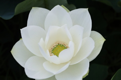 浄名寺の蓮4