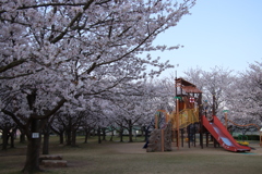 遊具と桜2