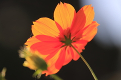 キバナコスモス1