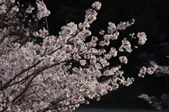 満開の桜2