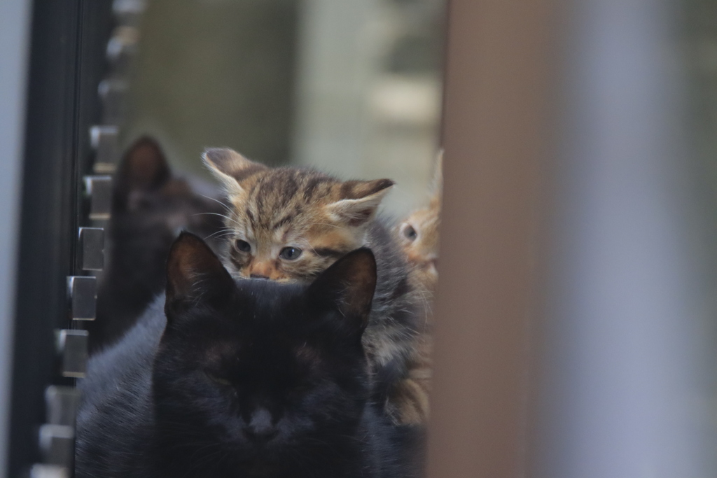 野良母猫と子猫