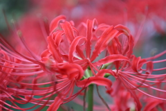 曼珠沙華5