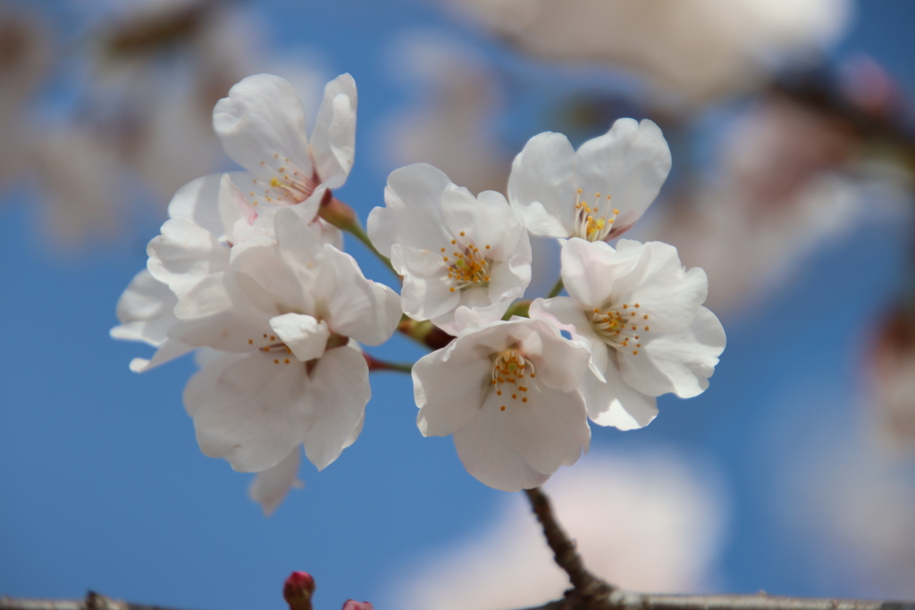青空と桜