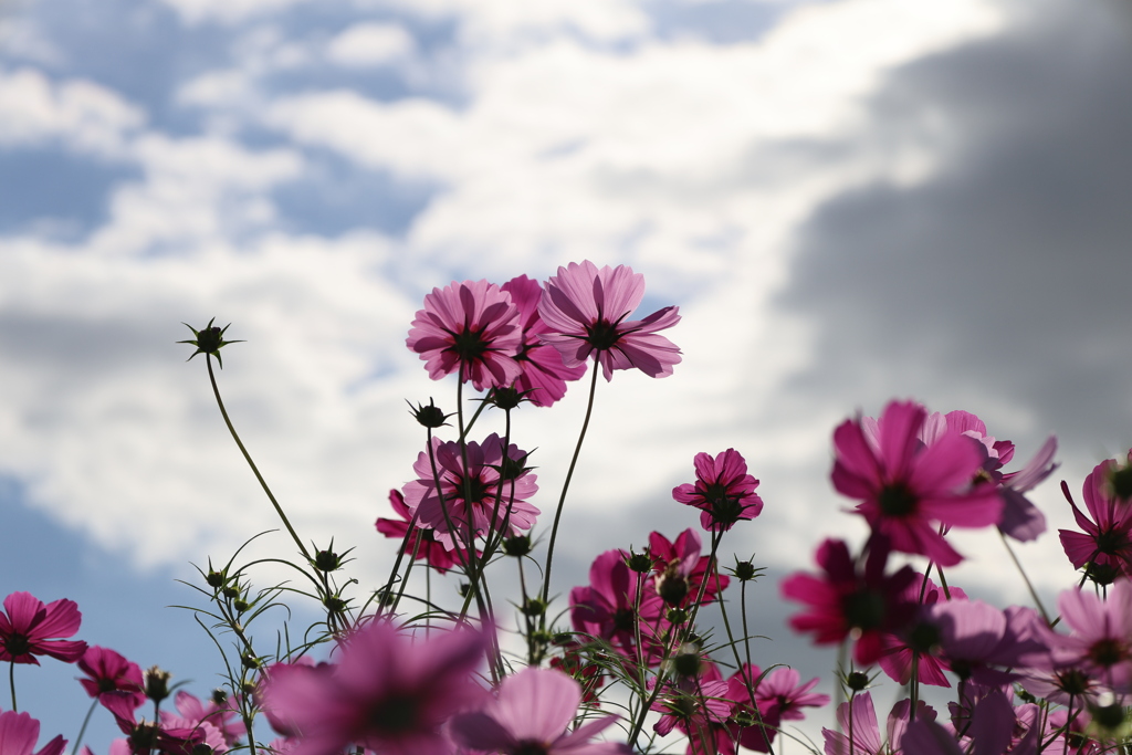 コスモス2