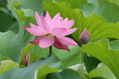 花と蕾
