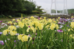 花菖蒲6