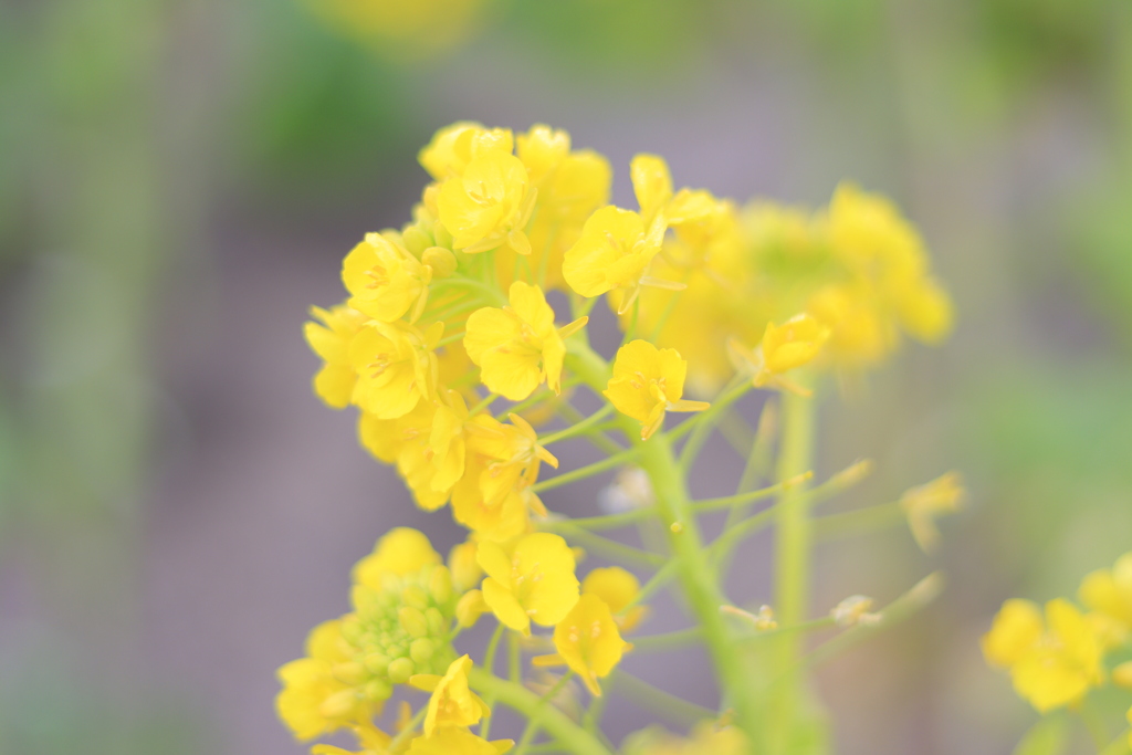 菜の花
