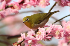 梅とメジロ9