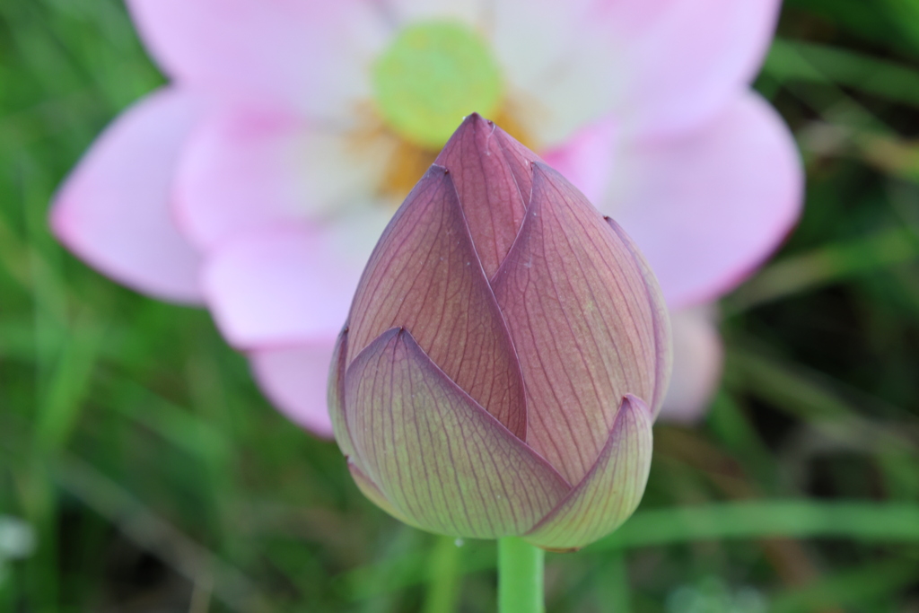 天平の池の大賀蓮5