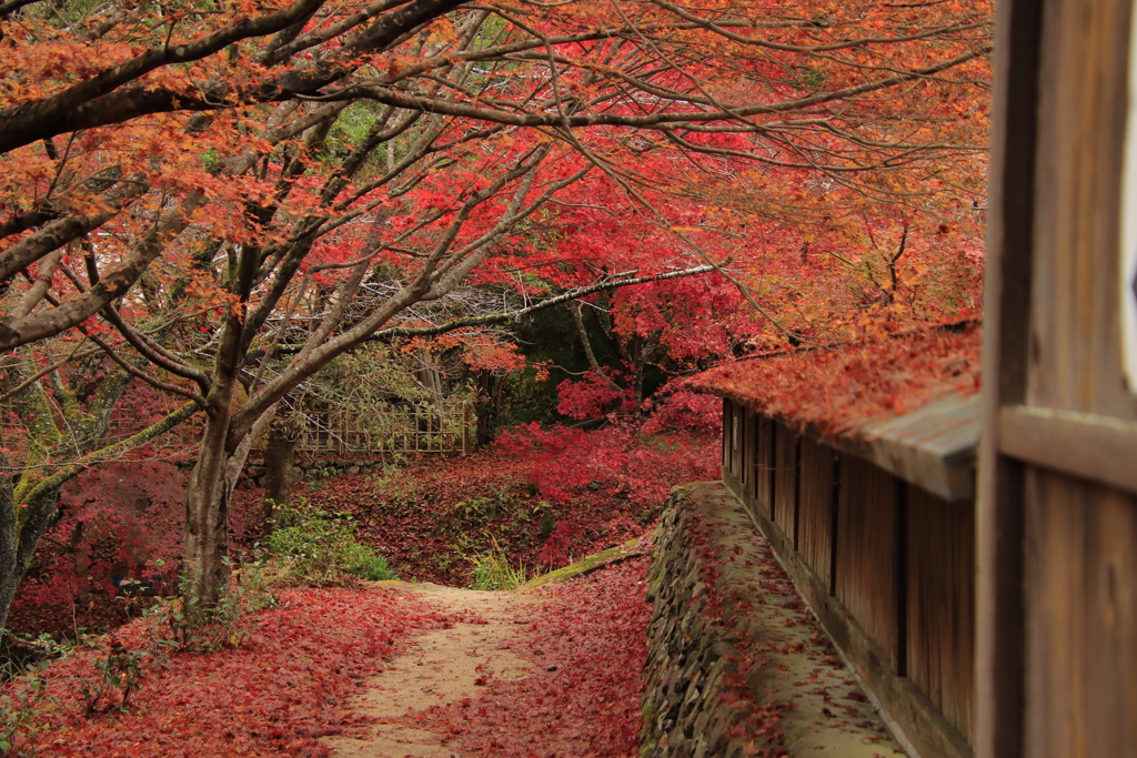 11.9重源の郷紅葉2