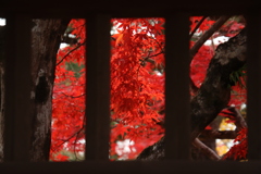 紅葉