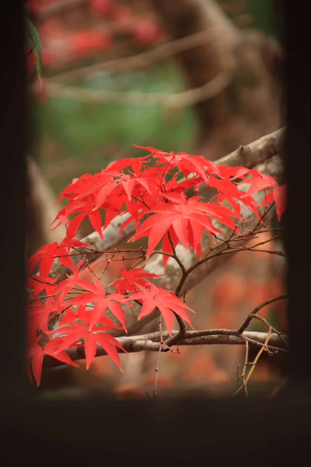 毛利邸紅葉2