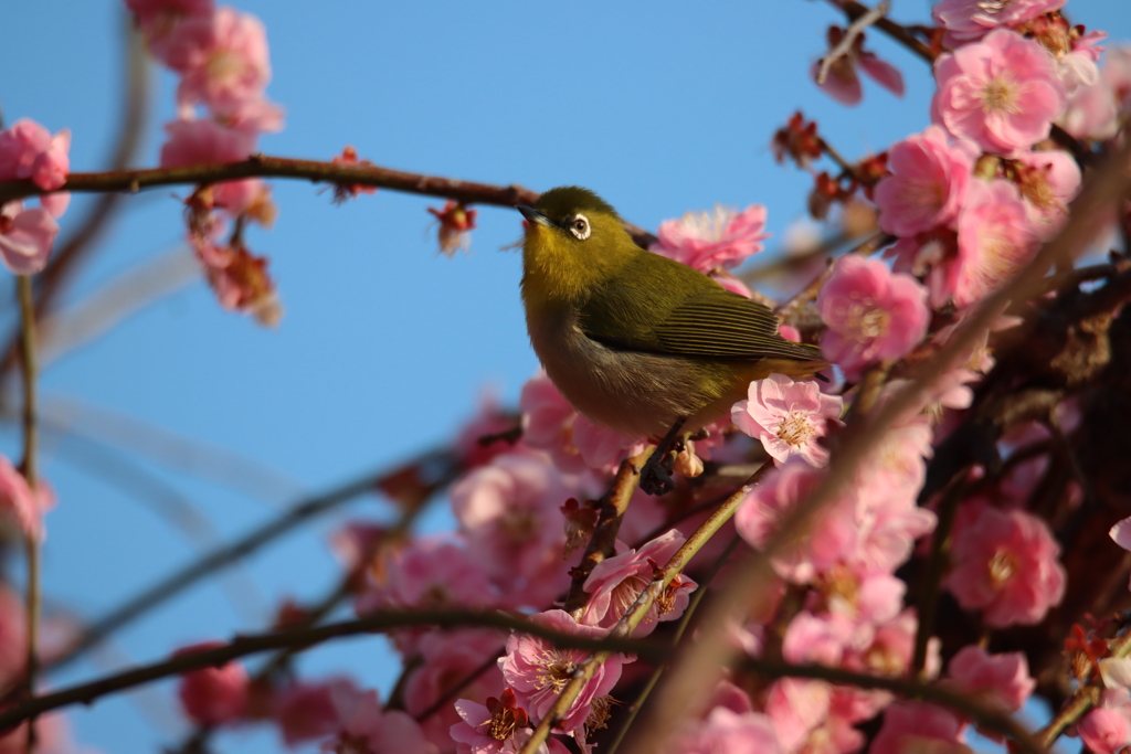 梅とメジロ