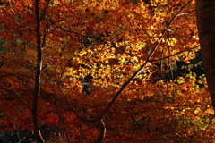 木谷峡紅葉4