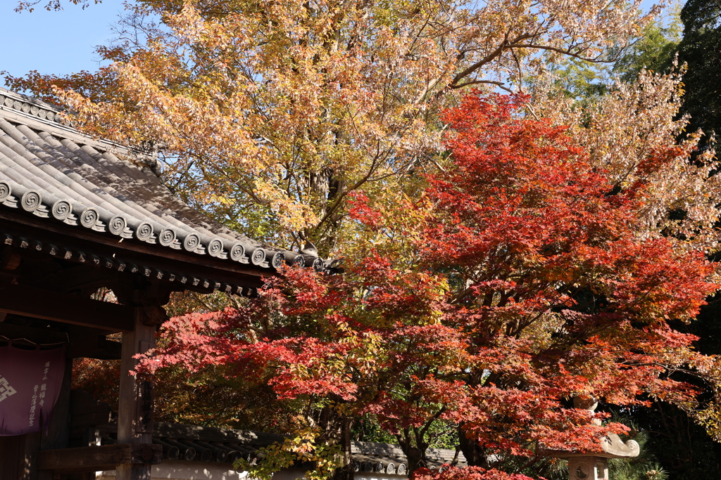 龍福寺紅葉