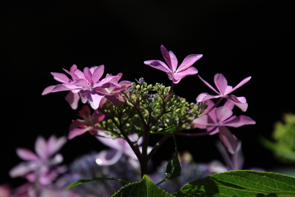 紫陽花7