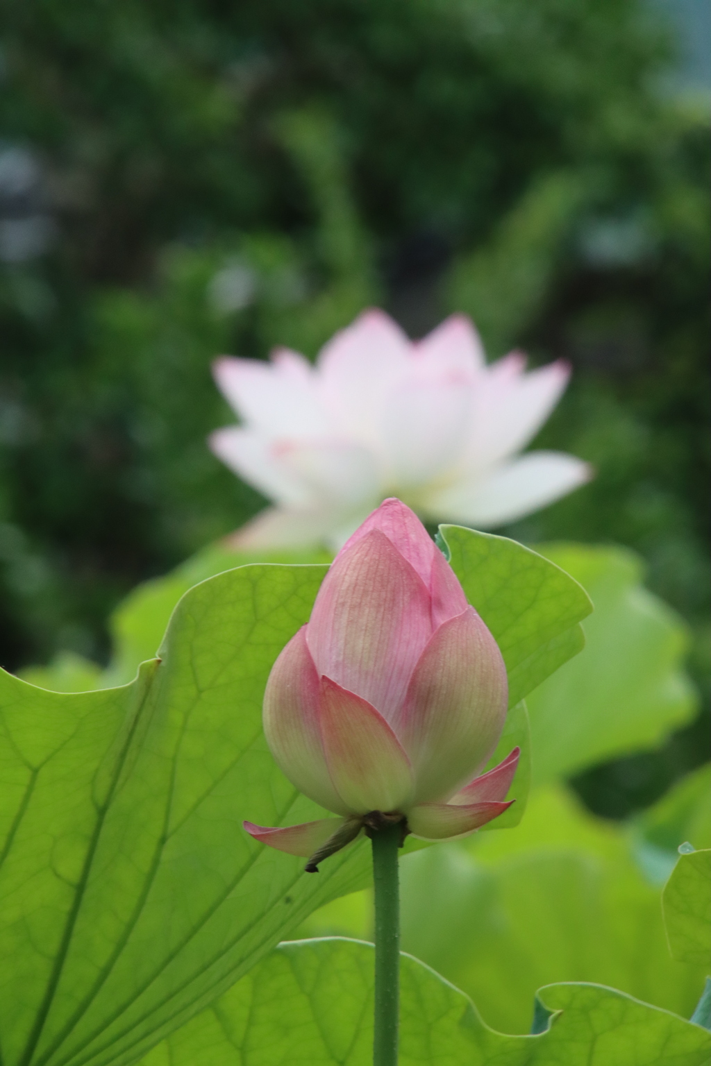 源久寺の大賀蓮8