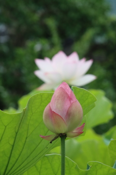 源久寺の大賀蓮8